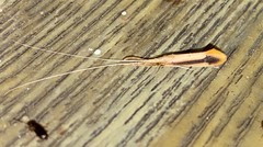 Triaenodes marginatus