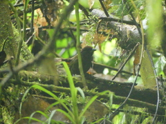 Arremon castaneiceps