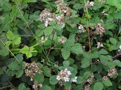 Rubus warrenii
