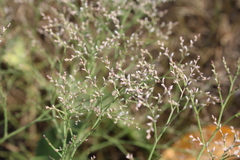 Limonium platyphyllum