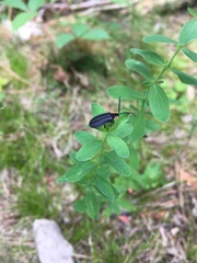 Lucidota atra