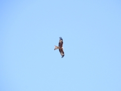 Milvus milvus
