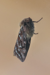 Korscheltellus fusconebulosa