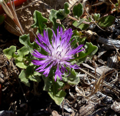 Centaurea sphaerocephala