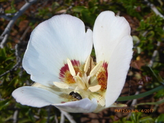 Calochortus dunnii