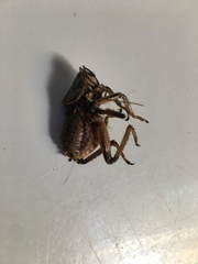 Cyphoderris