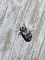 Euparius lugubris