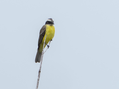 Myiozetetes similis