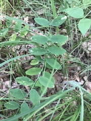 Lathyrus venosus