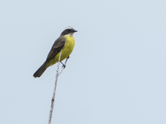 Myiozetetes similis