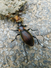 Carabus scheidleri