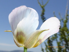 Calochortus dunnii