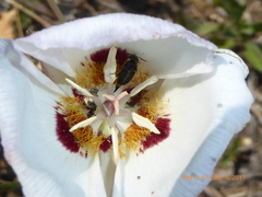 Calochortus dunnii