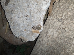 Eleutherodactylus nitidus