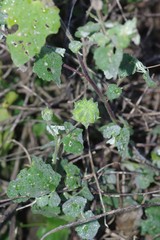 Abutilon sonneratianum