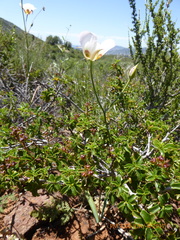 Calochortus dunnii