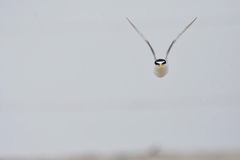 Sternula antillarum browni