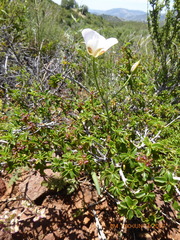 Calochortus dunnii