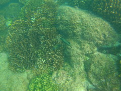 Cephalopholis panamensis