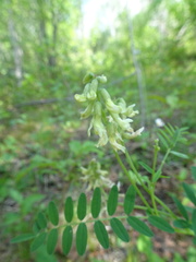 Astragalus neglectus