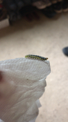 Evergestis rimosalis