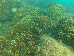 Cephalopholis panamensis