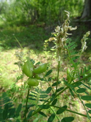Astragalus neglectus
