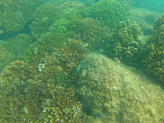 Cephalopholis panamensis