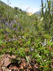 Calochortus dunnii
