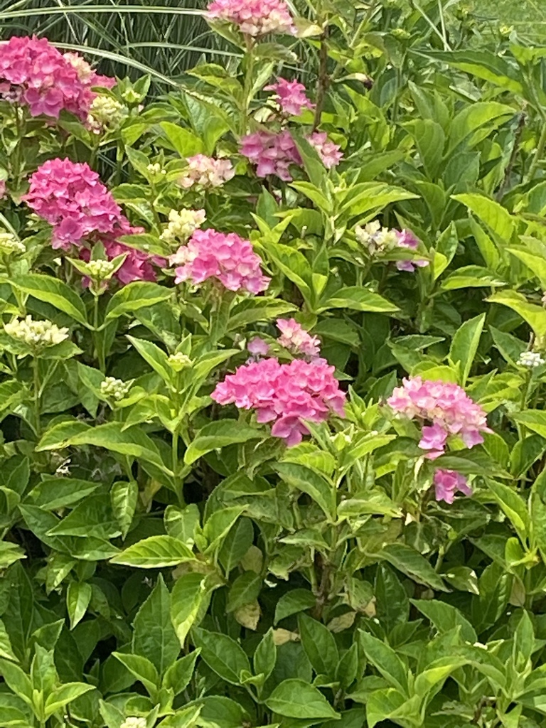 mophead-hydrangea-from-long-island-massapequa-ny-us-on-july-3-2020