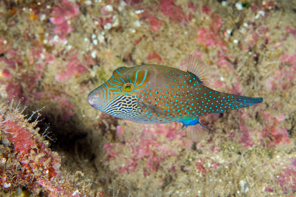 Spider-Eye Puffer
