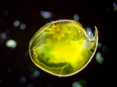 Pseudochydorus globosus