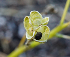 Ornithogalum comosum