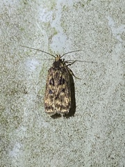 Martyringa latipennis