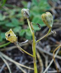 Ornithogalum comosum