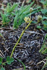 Ornithogalum comosum
