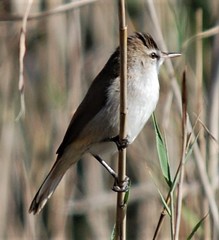 Acrocephalus gracilirostris gracilirostris