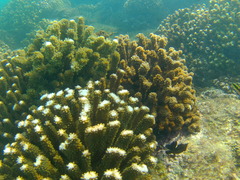 Pocillopora grandis