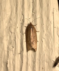 Clepsis clemensiana