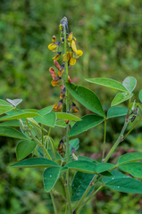 Crotalaria micans
