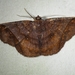 Thysanopyga abdominaria - Photo (c) Kimberlie Sasan, some rights reserved (CC BY-ND), uploaded by Kimberlie Sasan