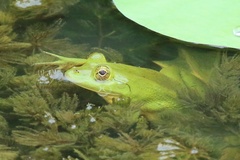 Euphlyctis hexadactyla