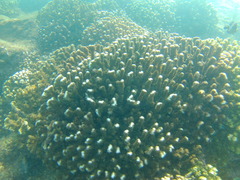 Pocillopora grandis
