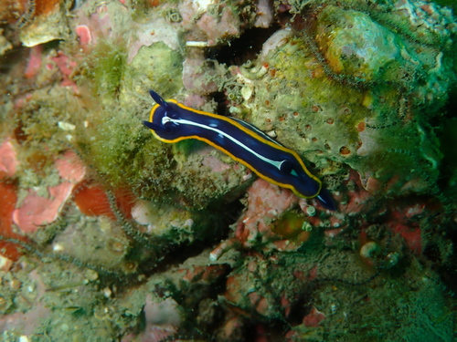 Felimare fontandraui