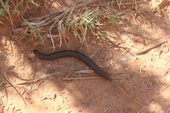 Orthoporus texicolens