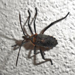 Phthiacnemia picta