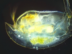 Camptocercus rectirostris