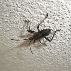 Phthiacnemia picta