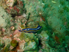 Felimare fontandraui