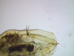 Camptocercus rectirostris